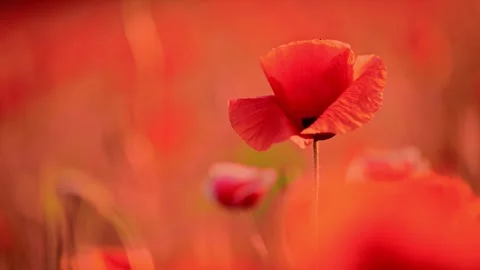Red poppies in the wind, captured in vivid 4K slow-motion, bringing nature s Stock Footage 295366827