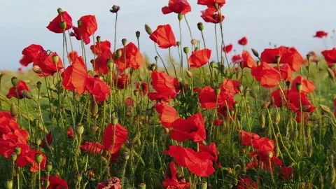 Red poppies in the wind in the field. Close-up of poppy flowers growing in a Stock Footage 155048693