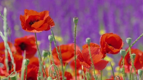 Red poppies in wind Stock Footage 76431045