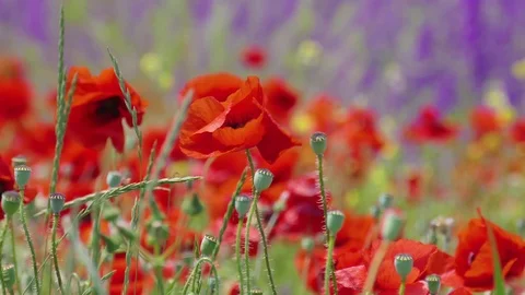 Red poppies in wind Stock Footage 76431301