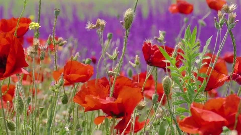 Red poppies in wind Stock Footage 76431326
