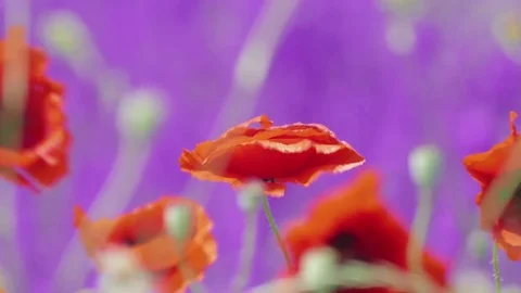 Red poppies in wind Stock Footage 76431342