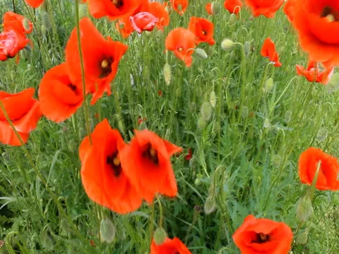Red poppies in the wind. Stock Footage 76605509