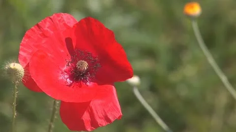 Red poppy 1 Stock Footage 11321047