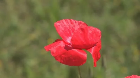 Red poppy 2 Stock Footage 11321016