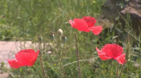 Red poppy 3 Stock Footage 11321008