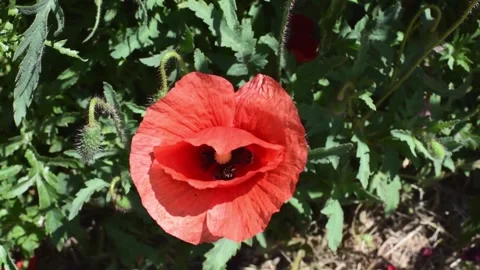 Red poppy and bee in it, beautiful poppy flower. Herbal blossom and collection o Stock Footage 243209034