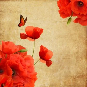 Red poppy background Stock Illustration
