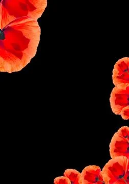 Red poppy background Stock Photos