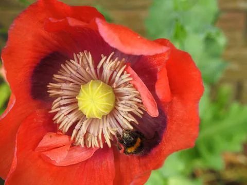 Red poppy with bee Stock Photos