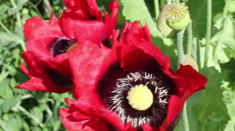 RED POPPY &amp; BEES 01 Stock Footage 22946259