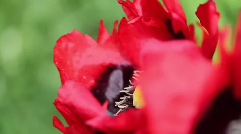 RED POPPY &amp; BEES 04 Stock Footage 22980401