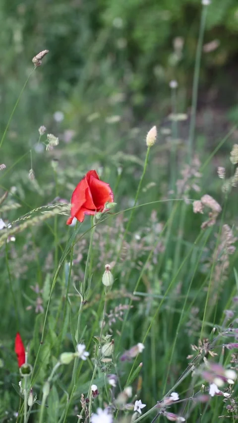 Red poppy blown by the wind in the field vertical Stock Footage 242939049