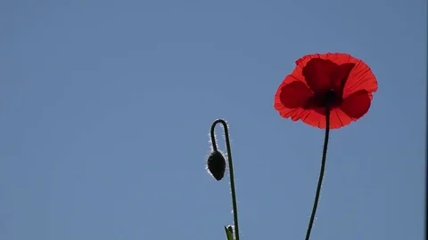 Red poppy on a blue background. Stock Footage 77177422