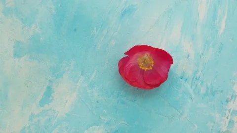 Red poppy on a blue background Stock Footage 136929351