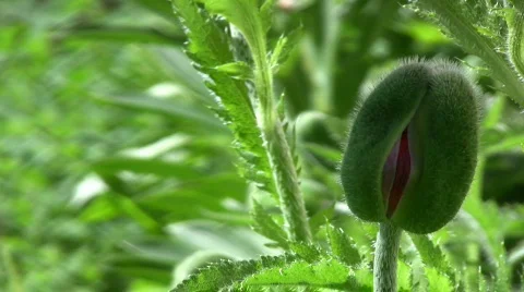 Red poppy bud Stock Footage 474428