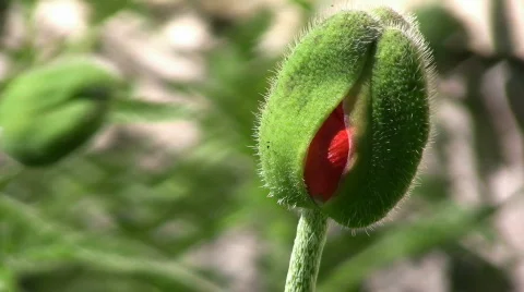 Red poppy bud Stock Footage 474432