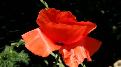 Red Poppy close-up on dark background Stock-Footage 42160982
