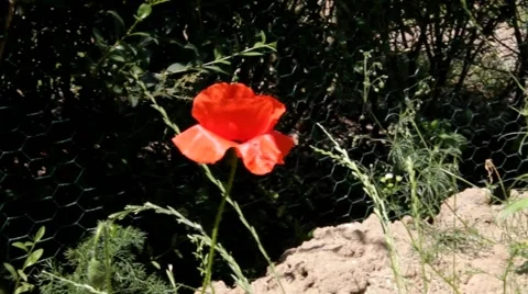 Red Poppy close-up Stock Footage 42161329