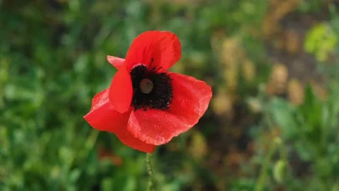 Red poppy close-up. Stock-Footage 231237016