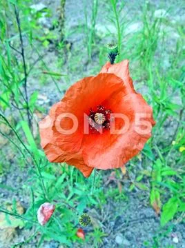 Red poppy closeup, environmental nature diversity. Stock Photos