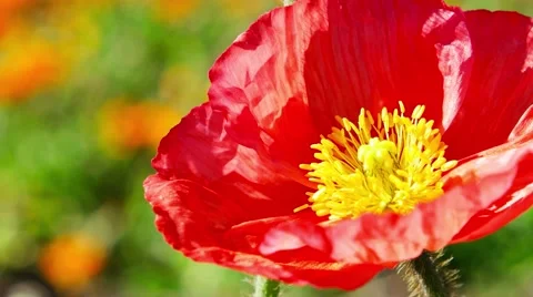 Red Poppy Closeup Stock Footage 49667270