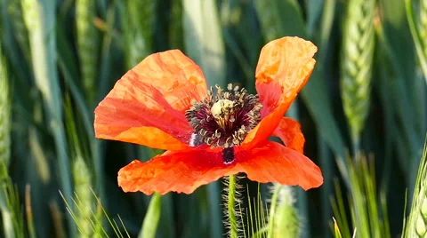 Red poppy / Closeup Stock Footage 65784459