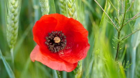 Red poppy, Closeup Stock Footage 65786504