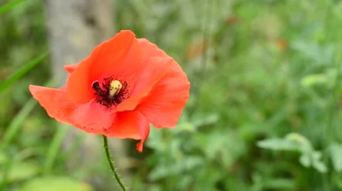 Red poppy, covered with dew Video stock 64380830