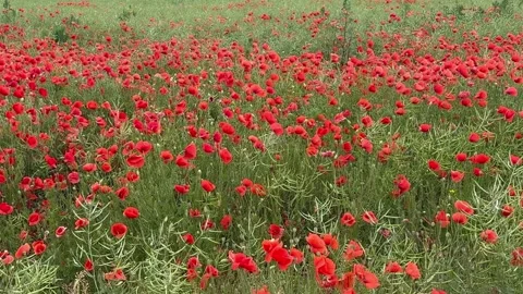Red Poppy Field Blooming Stock Footage 342501929