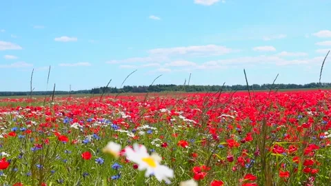 Red  Poppy  field close-up Stock Footage 233496752