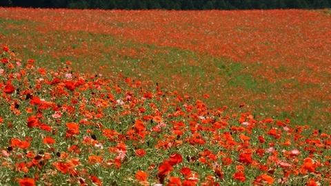 Red poppy field from far Video stock 76439486