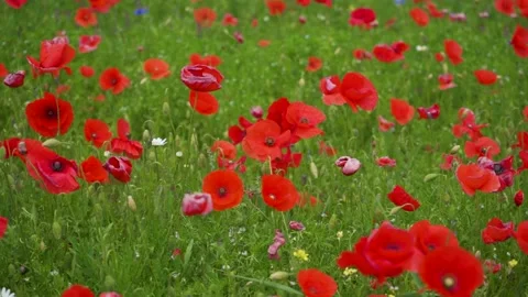 Red poppy field Stock Footage 137727948