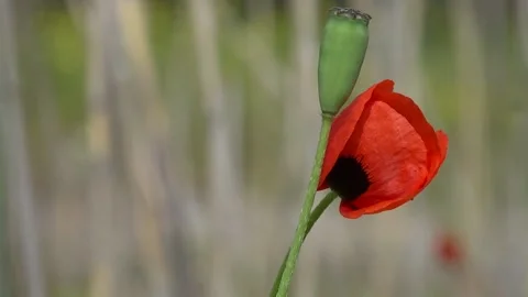 Red poppy in a field Stock Footage 160746143