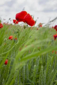 Red poppy in the field. Soft focus. Stock Photos
