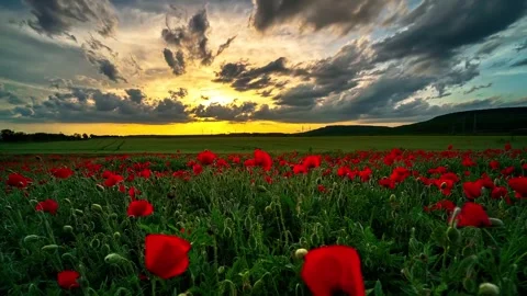 Red poppy field at sunset with dramatic storm clouds moving in sky. Stock Footage 341067661