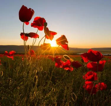 Red Poppy Field at Sunset with Dramatic Backlit Flowers Fotos Stock