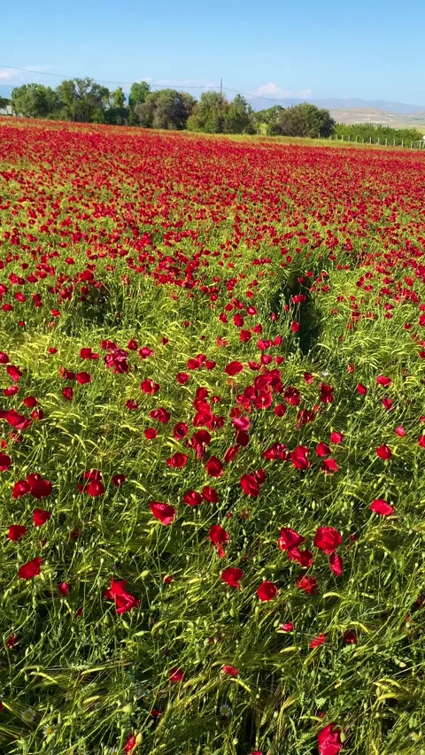 Red Poppy Field Viewed From Within on a Sunny Spring Day Stock Footage 342703022