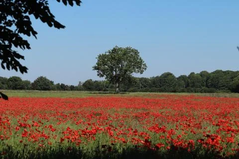 Red poppy fields Stock Photos