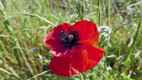 A red poppy flower with a bumblebee Stock Footage 243895901