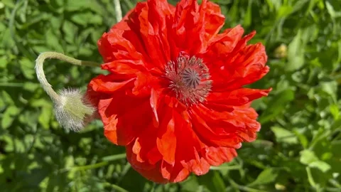 Red poppy flower close up 動画素材 217549387