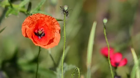 Red Poppy Flower Stock Footage 11858481