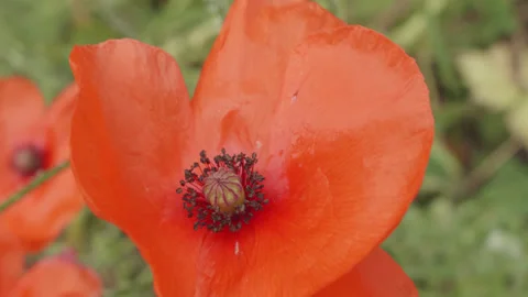 Red poppy flower head macro close up stock footage Stock Footage 344790163