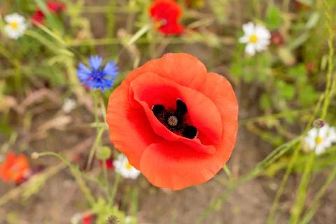 Red poppy flower in the middle of a flower field flower portrait, natural Stock Photos