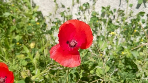 A red poppy flower on a stem Stock Footage 289609801