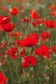 Red poppy flowers on the field. Vertical Stock Photos