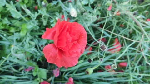 Red poppy flowers Stock Footage 218976703