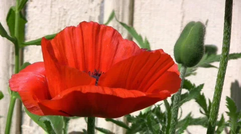 Red Poppy Stock Footage 475528