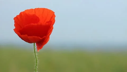 Red poppy Stock Footage 11153323