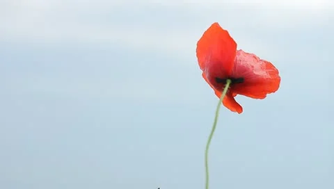 Red poppy Stock Footage 11153344